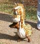 Pauvre chien avec son deguisesement de girafe lol