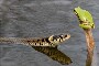 Serpent vs grenouille : une pauvre petite grenouille qui va passer a la casserole !