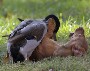 Jeux coquins entre animaux : un canard fait une petite gaterie a un chien :)