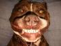 Un chien qui sourit de toutes ses dents