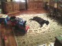 Il est depressif ce chien ? :)