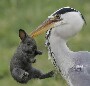 Un heron prend dans son bec un lapin