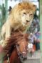 Un lion qui fait de l equitation