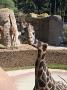 Une girafe avec le cou casse
