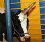 Vache a 3 cornes : une vache etrange avec une corne centrale comme une licorne ??