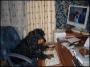 Le chien d un geek en train d utiliser son ordinateur