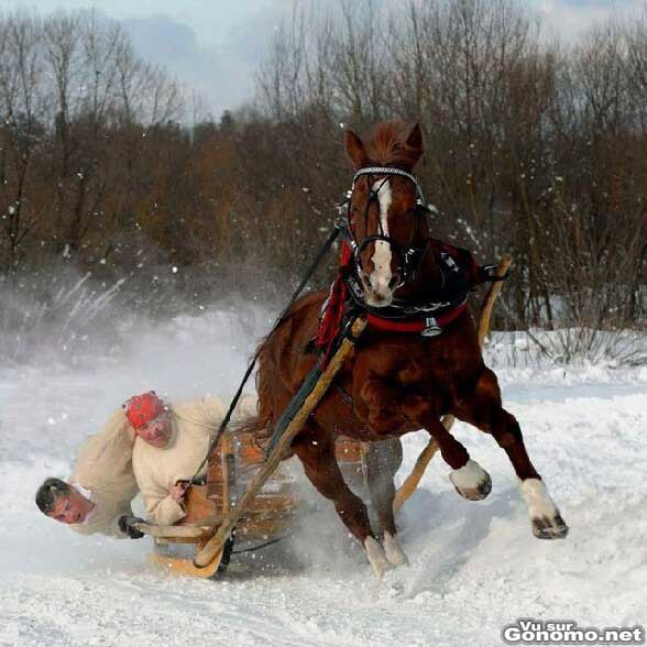 C est physique la course de traineau avec un cheval