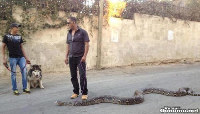 Il promene son anaconda de 6 metres en laisse dans la rue comme si c etait son chien !