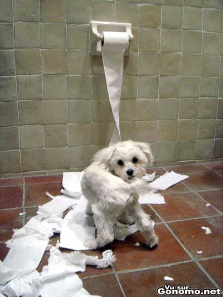 dumb dog chien toilettes