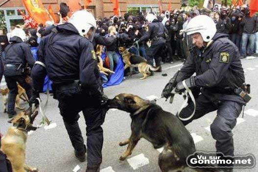 Un chien de policier qui a bien compris qui etait l ennemi :)