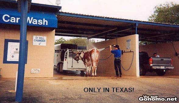 Texas car wash : il lave sa vache a la station de lavage de voiture