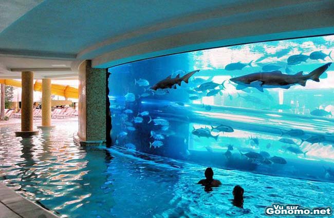 Piscine aquarium : une piscine d interieur ou les nageurs cotoient les poissons ...