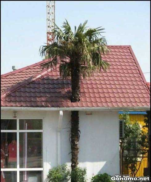 Un palmier qui pousse a travers le toit