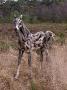 Un cheval en morceau de bois