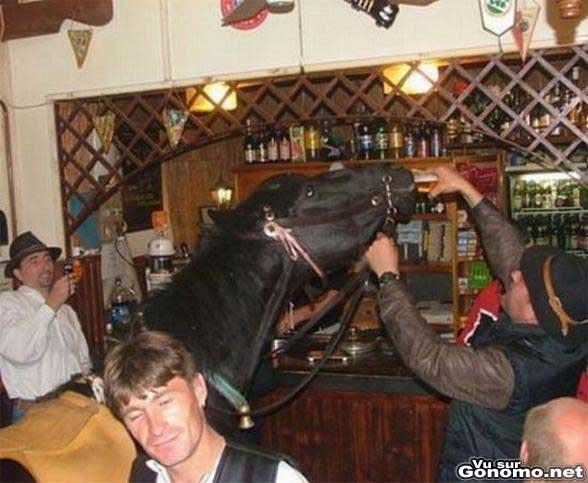Un cheval qui se torche a la biere