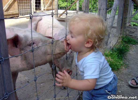 Un french kiss avec un cochon