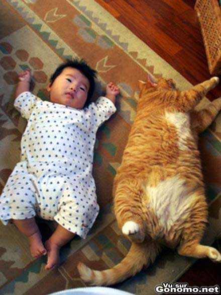 Fat cat VS fat child