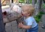 Un french kiss avec un cochon