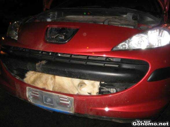 Un chien dans le pare chocs avant de cette voiture ?!?
