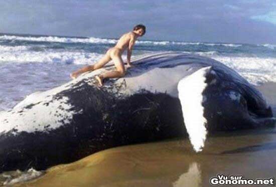 Wtf ? Un mec tente de s accoupler avec une baleine ??