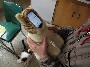 Une peluche high tech avec un iPhone integre. Aussi utile que l iPad ?? lol