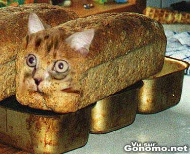 Un pain en forme de chat lol