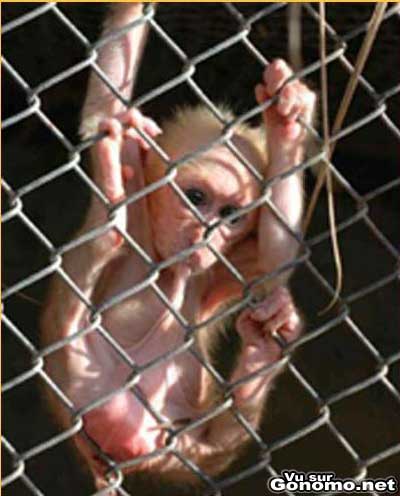 Un bebe singe suce son pouce enfin presque ... :)