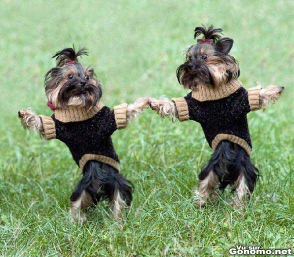 Un couple de chiens qui dansent