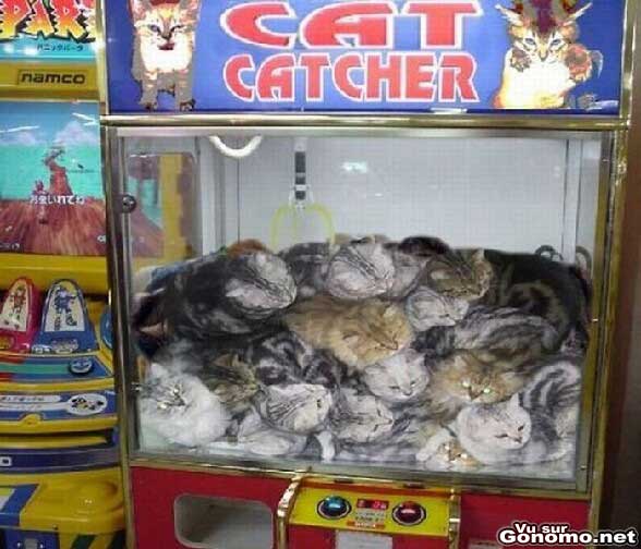 Cat Catcher : un jeu de fete foraine avec de vrais petits chatons a gagner