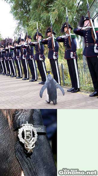 Un pingouin qui a droit a tous les honneurs