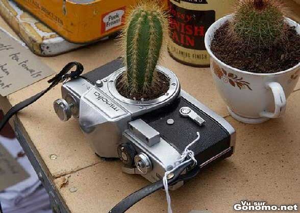 Un pot pour cactus dans l objectif d un appareil photo reflex casse