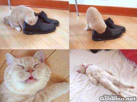 Ne laissez pas trainer vos chaussures, c est nocif pour les chats