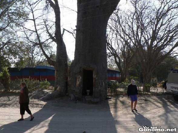 Toilettes publiques insolites : des chiottes publics installes dans le creux d un arbre