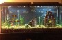 Aquarium de geek : un fan de Mario customise son aquarium sur le theme du celebre jeu video