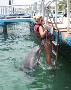 Un dauphin coquin le museau coince entre les fesses d une belle blonde