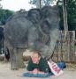 Massage par un elephant, il faut avoir confiance
