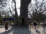 Toilettes publiques insolites : des chiottes publics installes dans le creux d un arbre