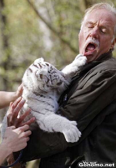 Les tigres blancs sont des animaux sauvages, il s en souviendra la prochaine fois ...
