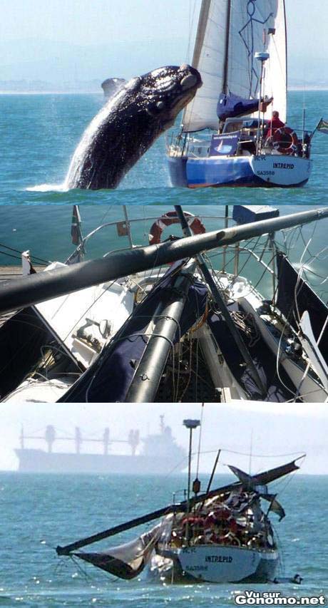 Bateau vs baleine : il y a de la place pour tout le monde en mer et pourtant ca peut arriver !