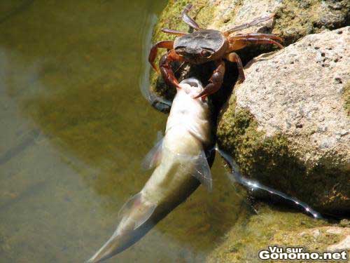 Un crabe qui peche un gros poisson