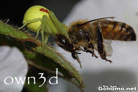 Spider VS bee