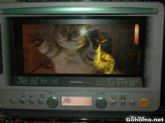 Un chat au micro ondes
