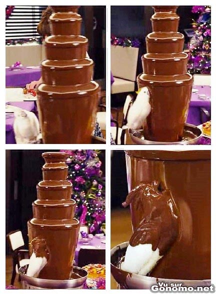 Un perroquet un peu trop gourmand se fait pieger dans une fontaine de chocolat !