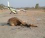 Avion Vs girafe !