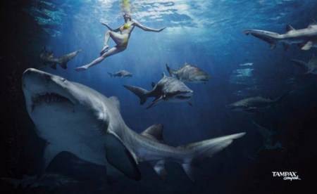 Mieux vaut avoir un bon Tampax quand on nage avec des requins