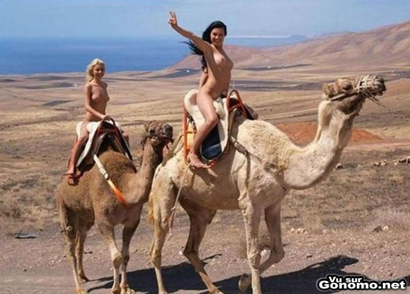 Nu dans le desert : deux filles nues font une balade en dromadaire dans le desert