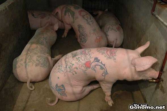 Body art sur cochons